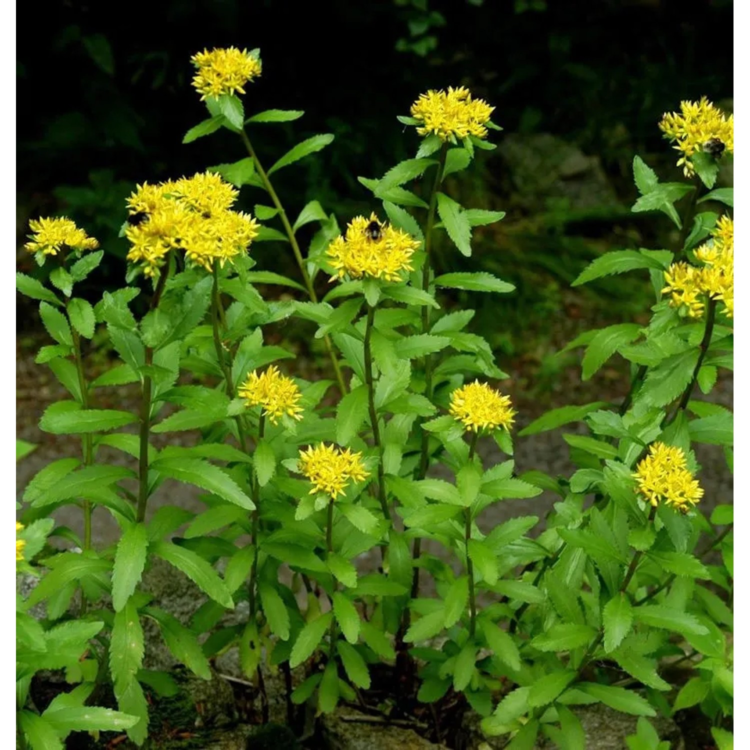 Großes Gold Fettblatt Euphorbioides Maximum - Sedum aizoon