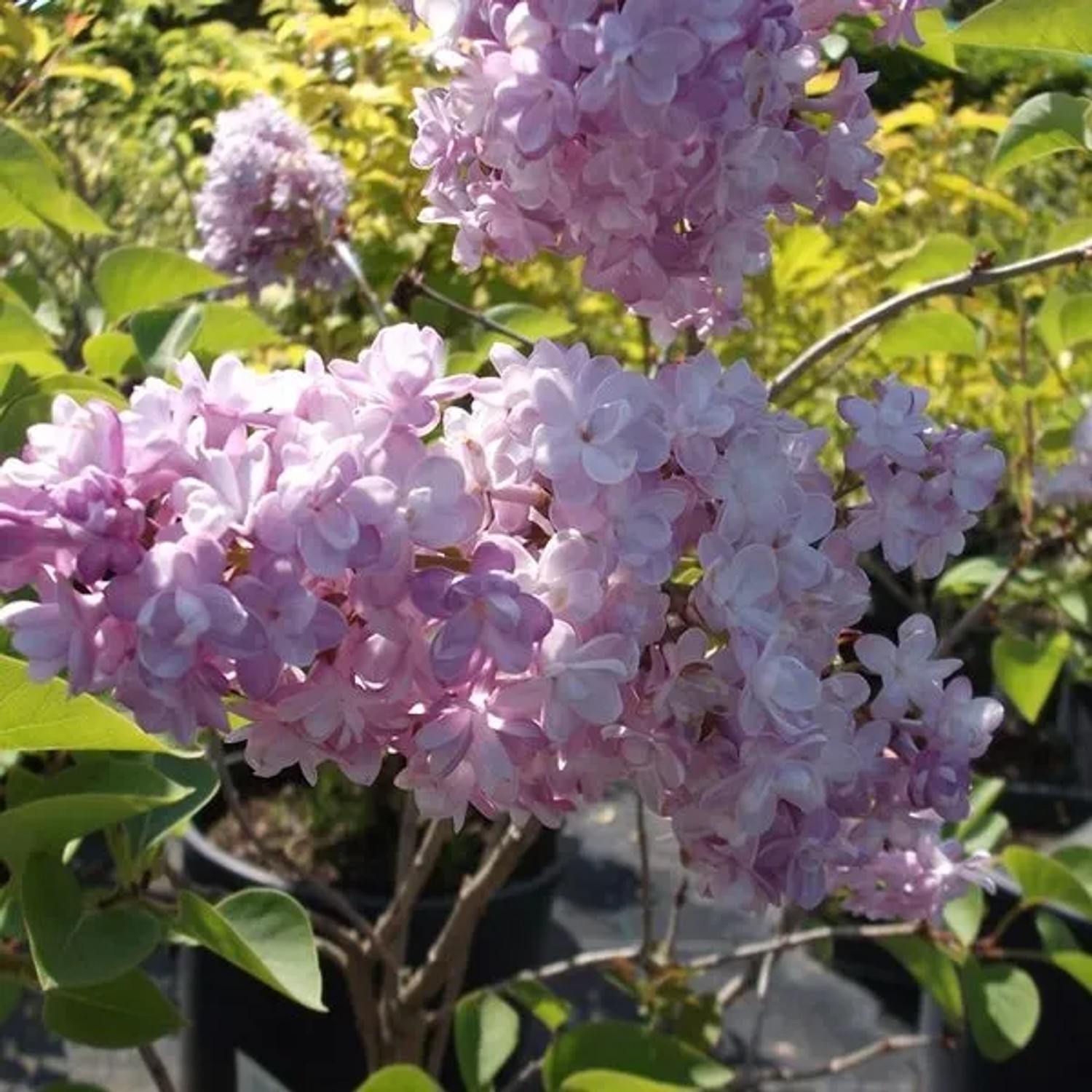 Edelflieder 'Katherine Havemeyer' Syringa vulgaris 40 bis 60 cm im Container Duftende Blüten