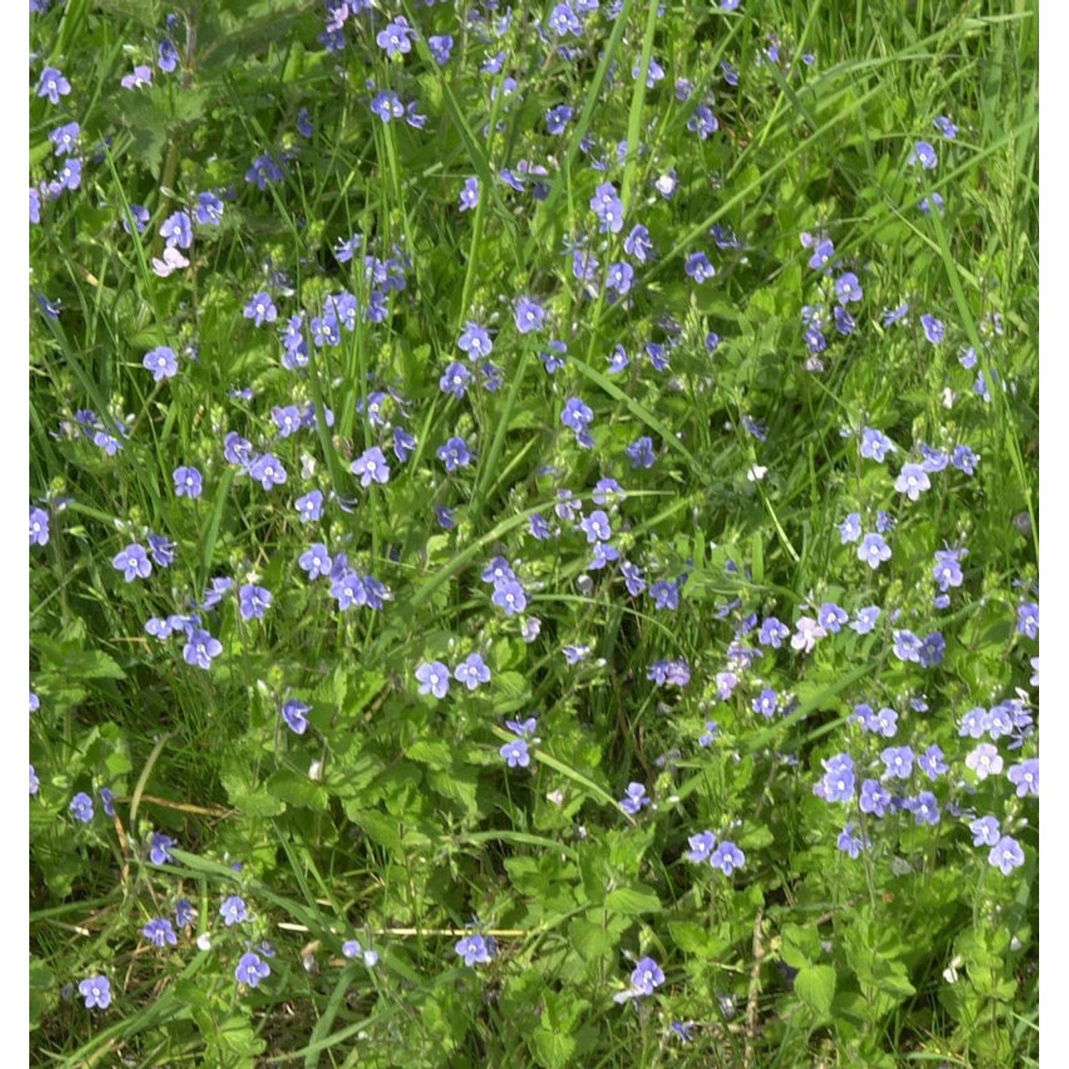 Zwerg-Polster-Ehrenpreis - Veronica liwanensis günstig online kaufen