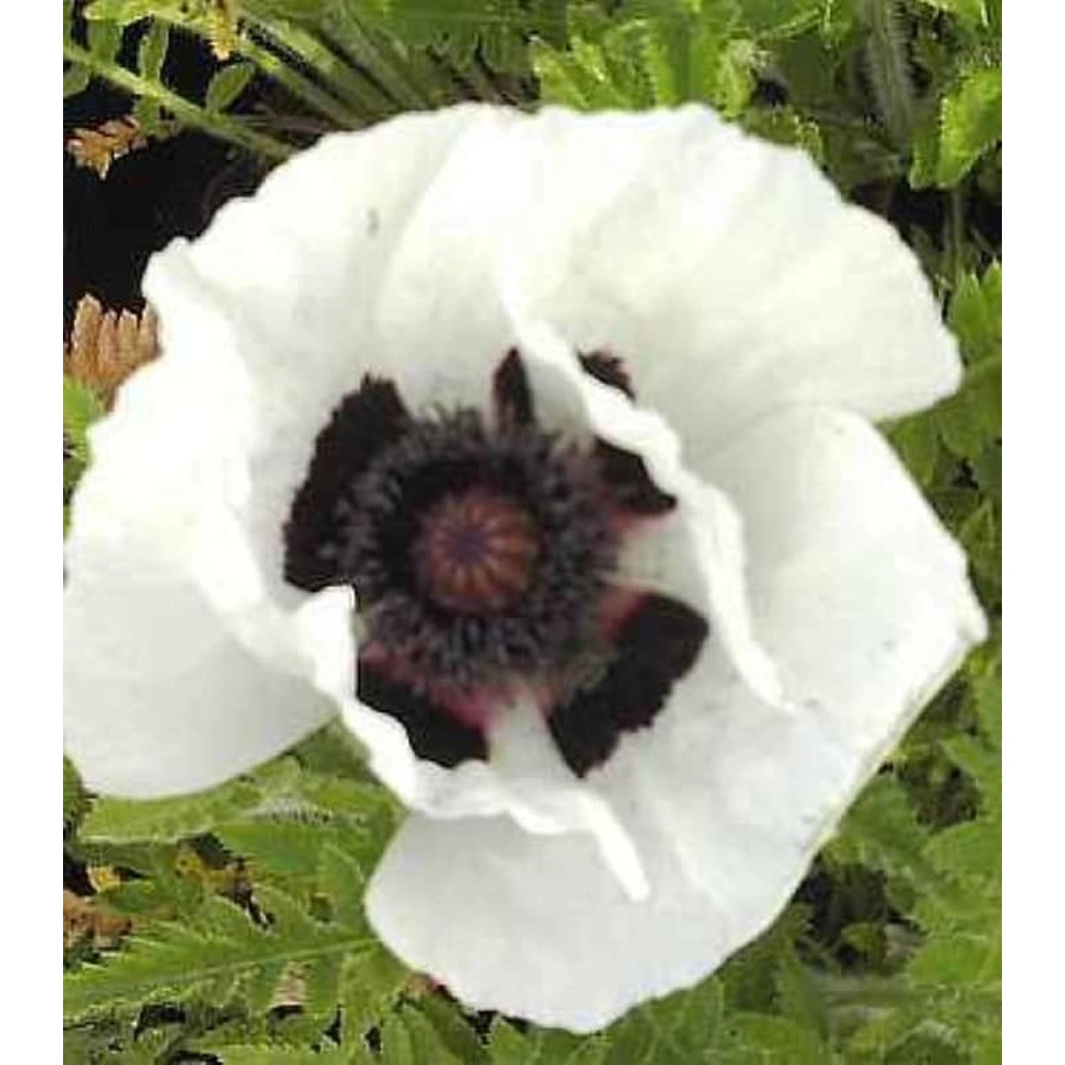 Türkischer Mohn Royal Wedding - Papaver orientale günstig online kaufen