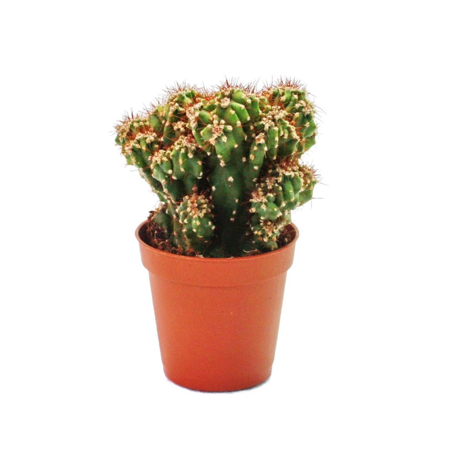 Exotenherz Cereus Peruvianus Monstr. Felsenkaktus im 8,5cm Topf günstig online kaufen