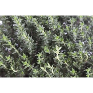 Nahaufnahme von echtem Thymian (Thymus Vulgaris) im 2-3 Liter Container, grüne Blätter.