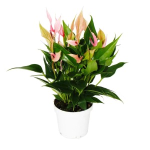 Flamingoblume 'Lilli' im 12cm Topf mit rosa Blüten und grünen Blättern.