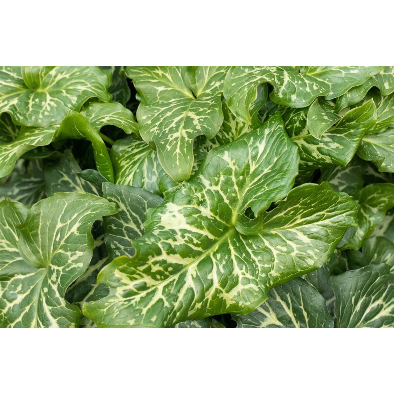 Arum Italicum Pictum Italienischer Aronstab Ca. 9x9 cm Topf günstig online kaufen