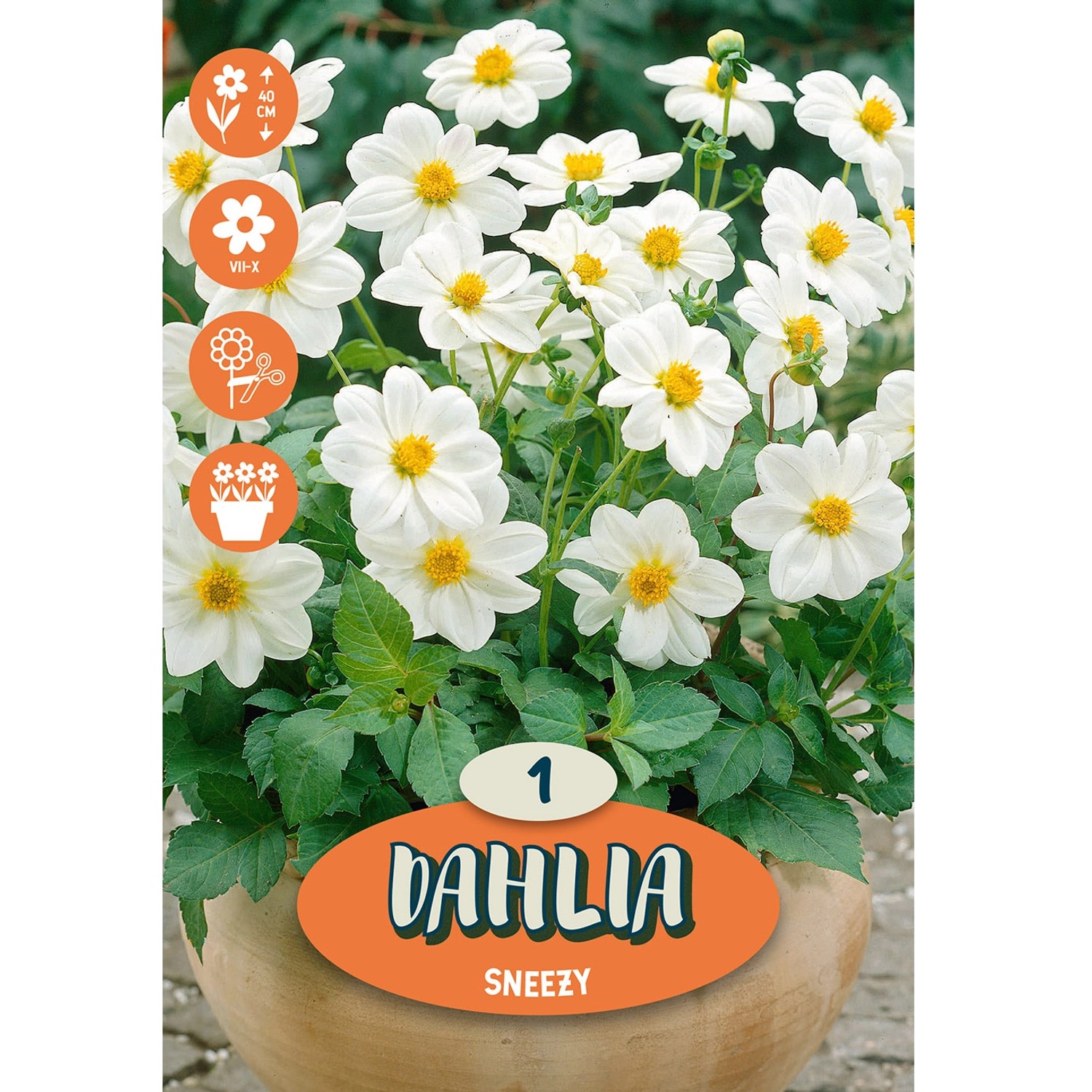 Dahlia ''Sneezy'' 1 Stück
