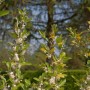 Blühende Heckenkirsche MyBerry Bee (Lonicera kamtschatica) mit grünen Blättern.
