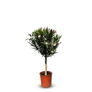 Sunny-Tree Oleander auf Stamm Farbe Rosa Nerium Oleander Höhe 110-120 cm Pflanze für Draußen Immergrün im Winter Mediterrane Pflanze