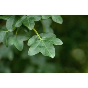 Nahaufnahme von grünen Blättern des Acer Monspessulanum (Französischer Ahorn).