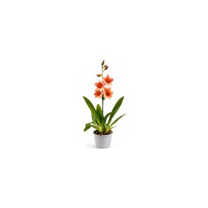 GROW by OBI Cambria-Orchidee mit orangefarbenen Blüten im Topf (ca. 12 cm Ø).