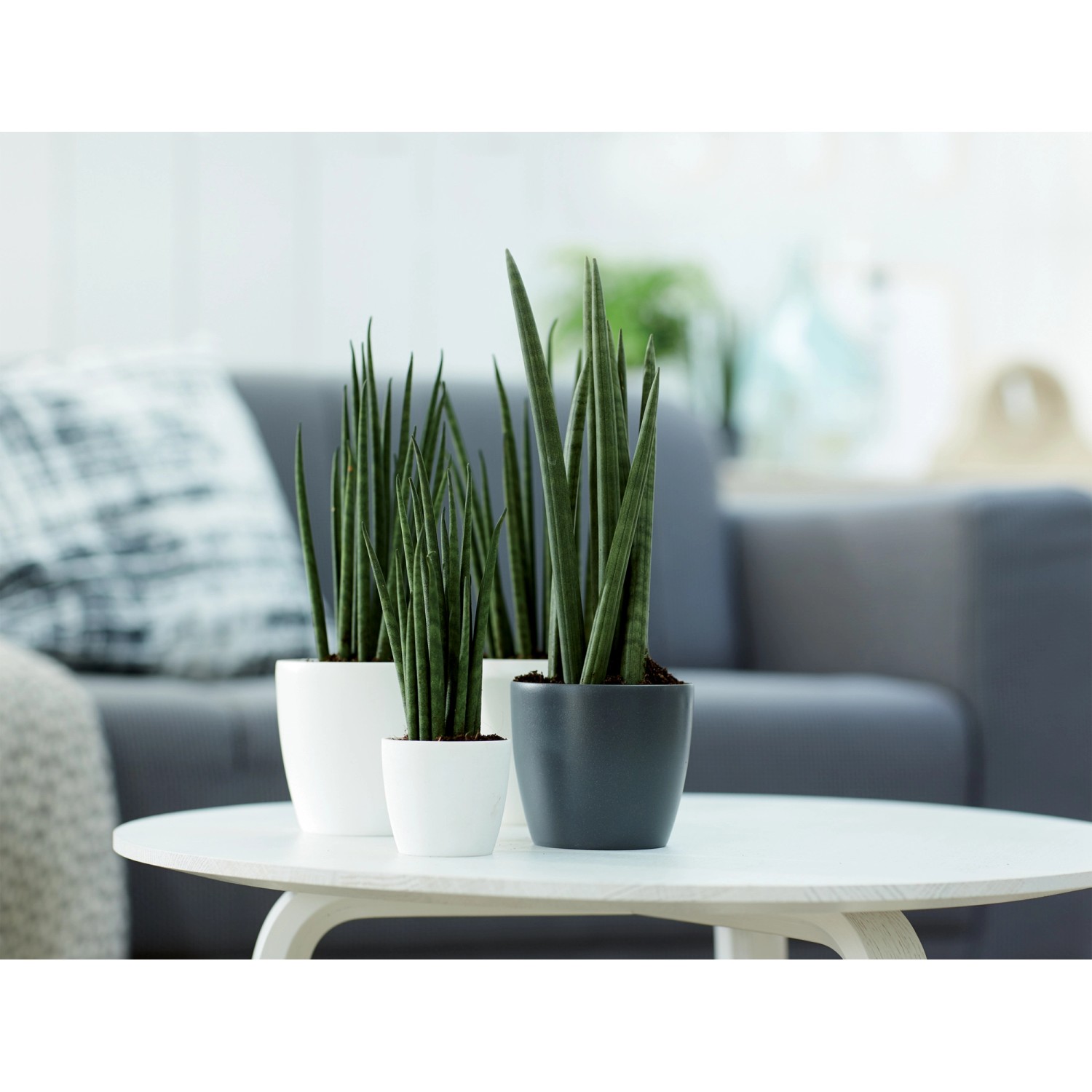 Elho Brussels Mini Übertöpfe, rund, Ø 10,5 cm, in Weiß und Anthrazit auf Tisch.