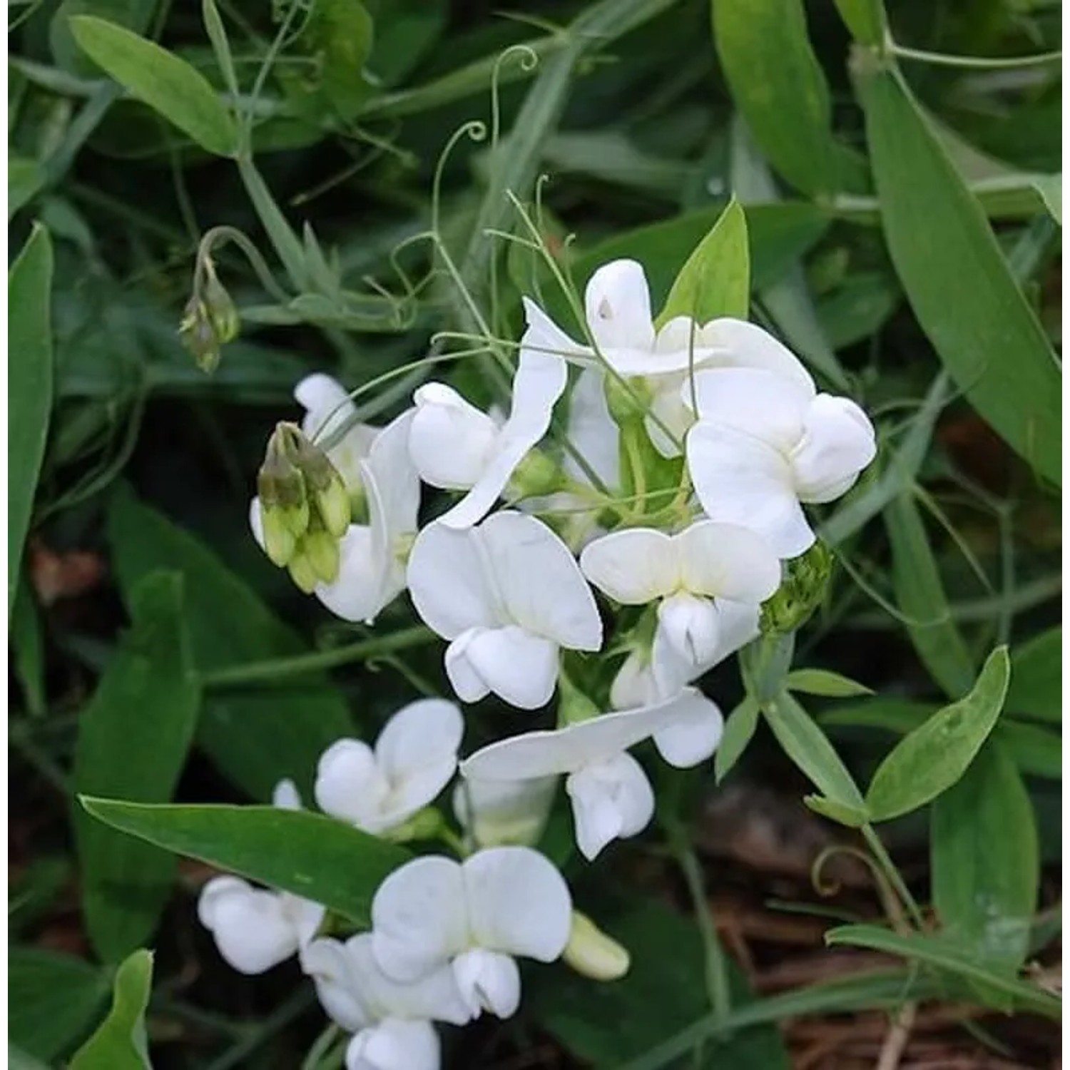 Staudenwicke Weiße Perle - Lathyrus,atifolius
