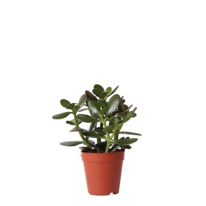 Kolibri Greens Sukkulente Crassula Ovata im 9cm Topf, grüne Zimmerpflanze.