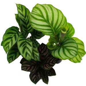 Exotenherz Schattenpflanzen 3er Set Calathea mit auffälligen Blattmustern im 7cm Topf, ca. 20cm hoch.