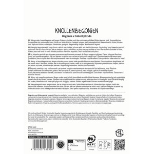 Sperli Begonie Cascade rot: Blumenzwiebeln für üppige, rote Blüten in Ampeln und Kästen.