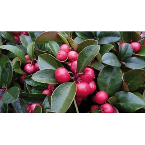Niedere Scheinbeere (Gaultheria procumbens) mit roten Beeren und grünen Blättern im Topf.