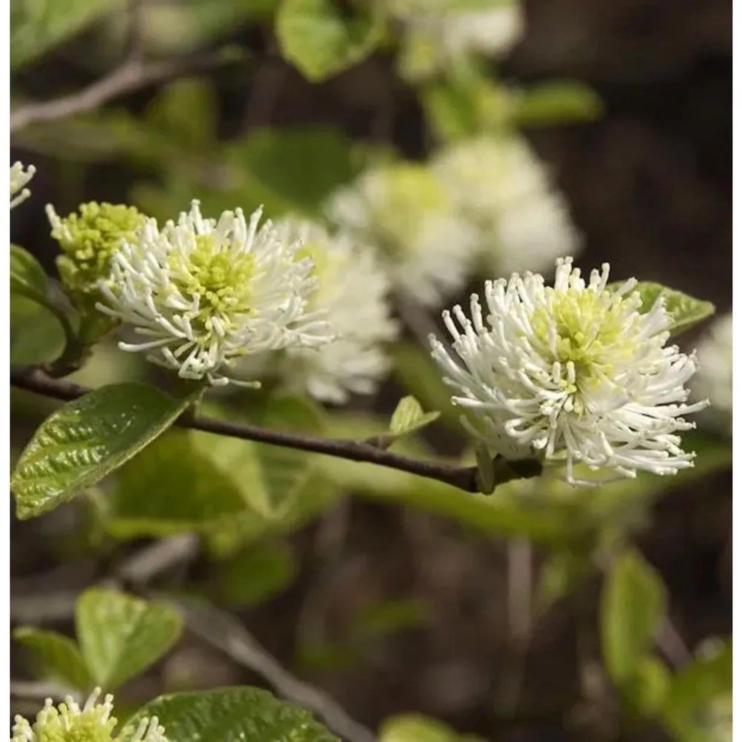 Zwerg Federbuschstrauch 80-100cm - Fothergilla gardenii