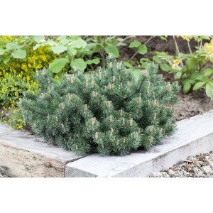 Kompakte, grüne Pinus Mugo Humpy Bergkiefer (15–20 cm) im Gartenbeet.