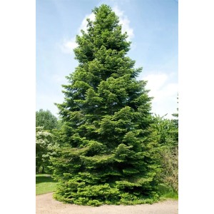 Grüne Abies Grandis Tanne (125–150 cm) im Garten unter blauem Himmel.