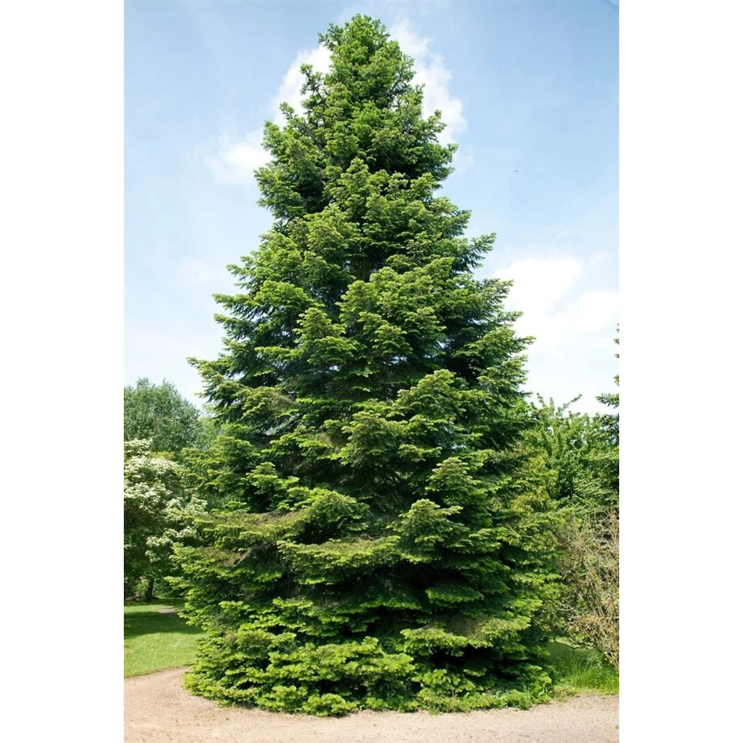 Abies Grandis Tanne 125–150 cm günstig online kaufen