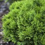 Grüne Thuja 'Danica' (50-60 cm) als Kugel, ideal für Hecken und Kübel.