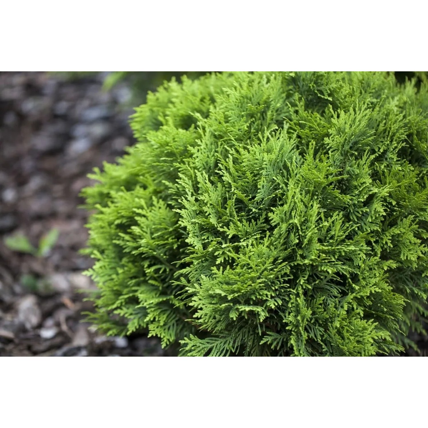 Grüne Thuja 'Danica' (50-60 cm) als Kugel, ideal für Hecken und Kübel.