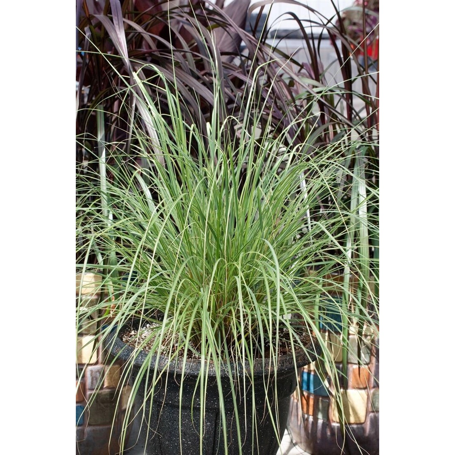 Pennisetum Alopecuroides Pennstripe Lampenputzergras Gestreift 2L Topf günstig online kaufen