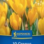 Kiepenkerl Krokus 'Großer Gelber', 10 Blumenzwiebeln für leuchtend gelbe Frühlingsblüten.