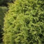Goldgelbe Thuja 'Sunkist' (100-125 cm) als Heckenpflanze im Detail.