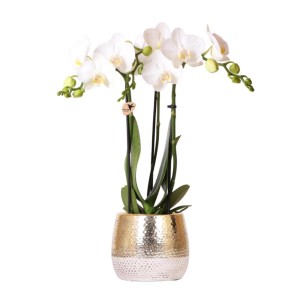 Weiße Phalaenopsis Orchidee im goldenen Elite Topf, Topfgröße 9cm, ca. 40cm hoch.