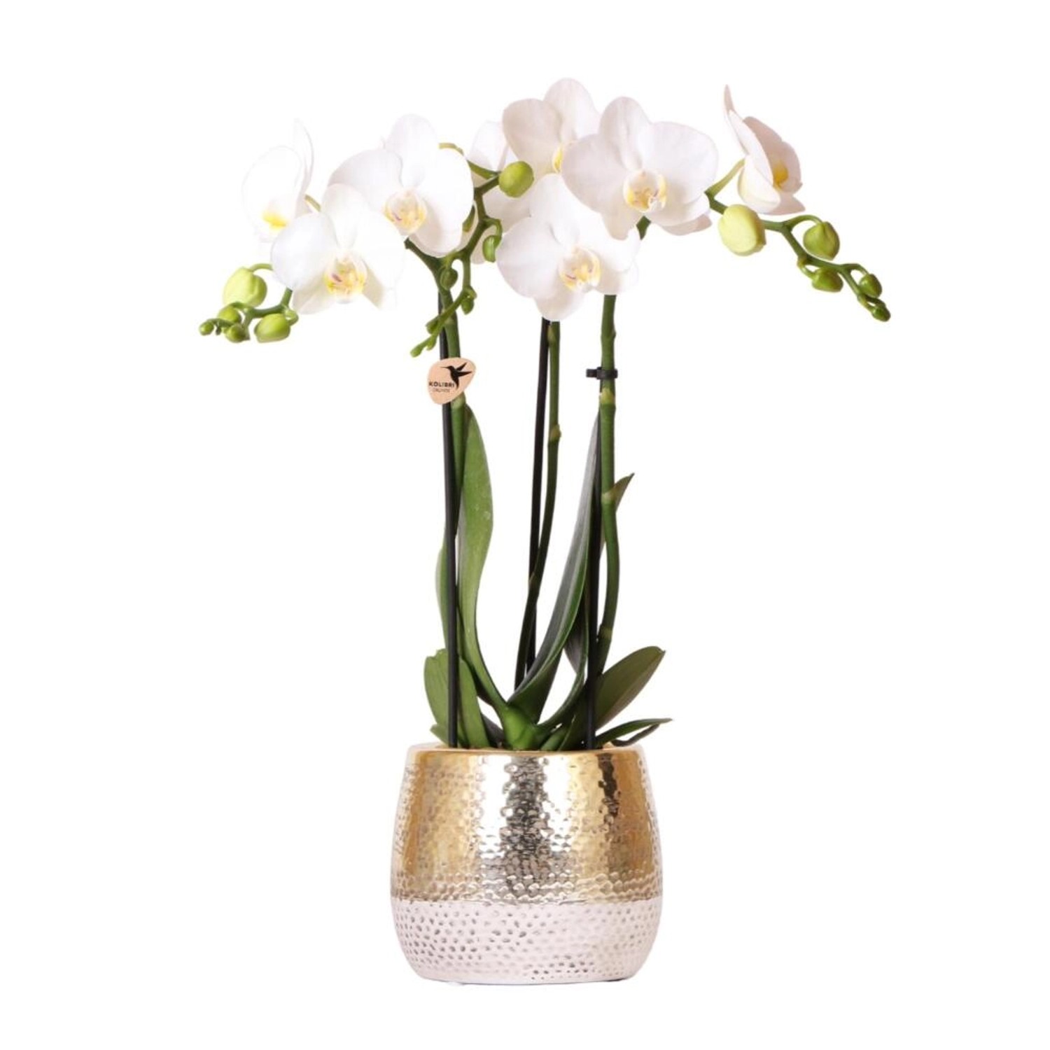 Kolibri Orchids Weiße Phalaenopsis Orchidee Amabilis & Elite Topf Gold Topfgröße 9cm 40cm Hoch