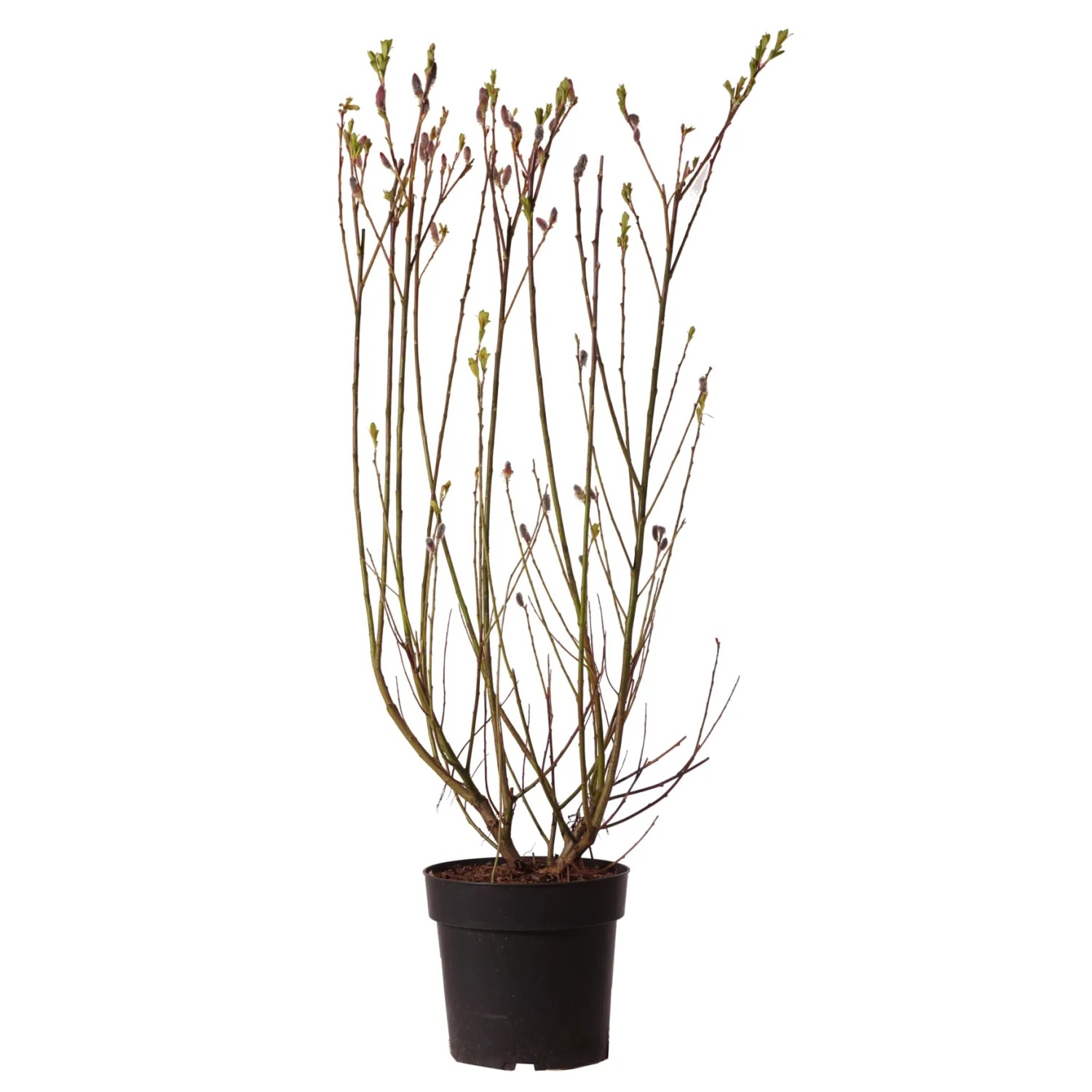 GROW by OBI Riesen-Salweide "Mount Aso" H ca. 40-60cm Topf 6l Salix gracilistyla