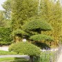 Immergrüne Taxus Baccata Eibe als Spirale, 150–175 cm hoch, für Garten und Kübel.