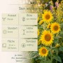 Gelbe Sonnenblumen Sunstar mit Infos zu Aussaat, Blüte, Höhe bis 50 cm und sonnigem Standort. Blumensamen.
