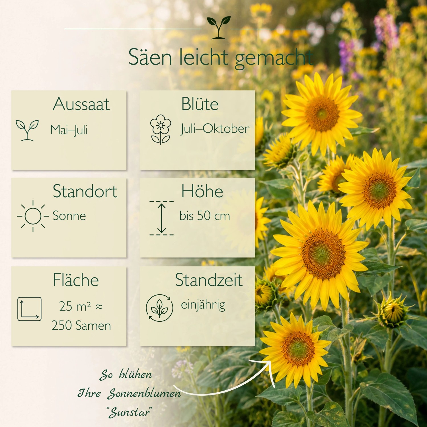 Gelbe Sonnenblumen Sunstar mit Infos zu Aussaat, Blüte, Höhe bis 50 cm und sonnigem Standort. Blumensamen.