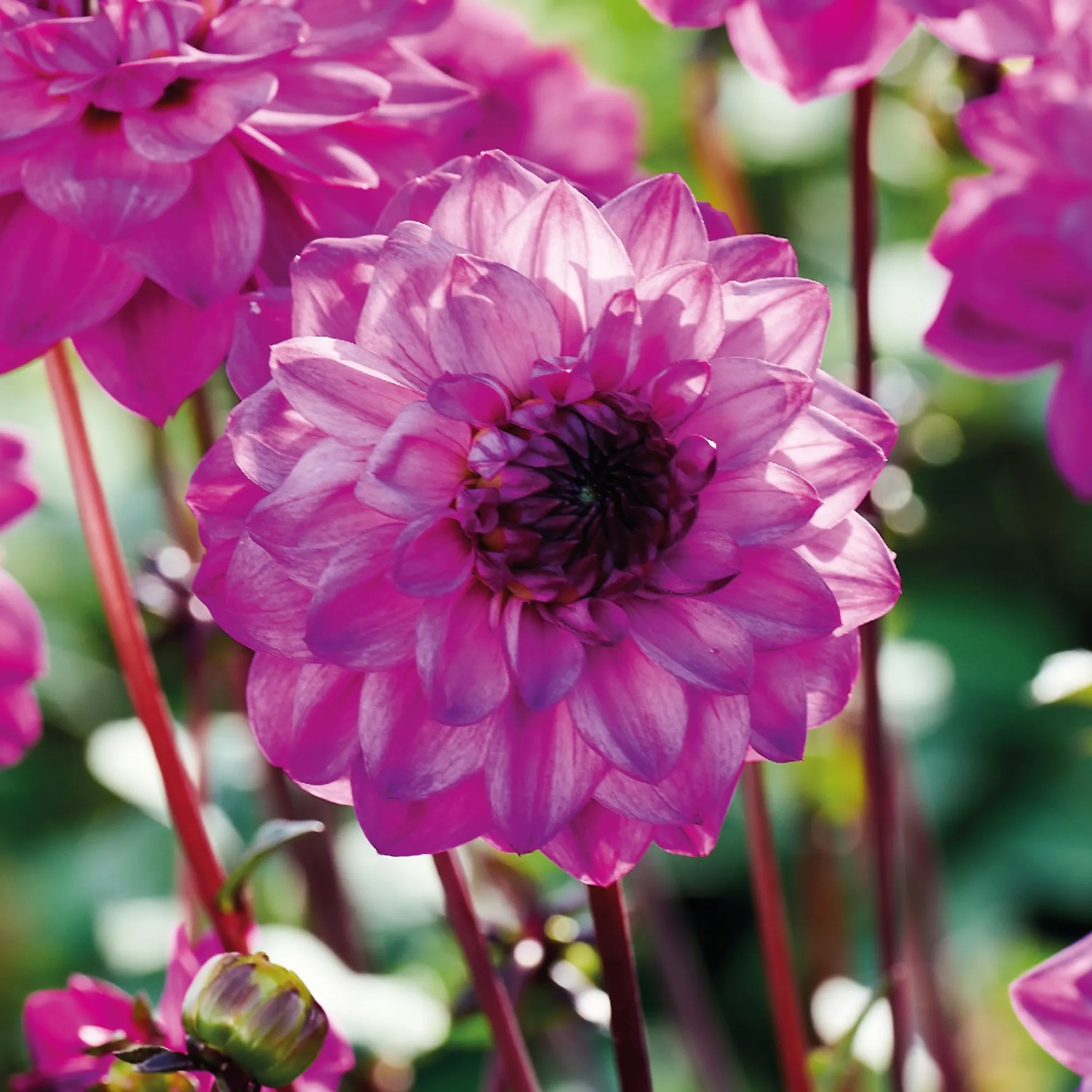 Nahaufnahme einer violetten GROW by OBI Dahlie Seniors Purple Blüte, Kategorie Blumenzwiebeln.