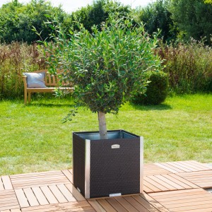 Brauner Wilk Polyrattan Pflanzkübel 46x46 cm mit Alubeschlägen und Olivenbaum im Garten.