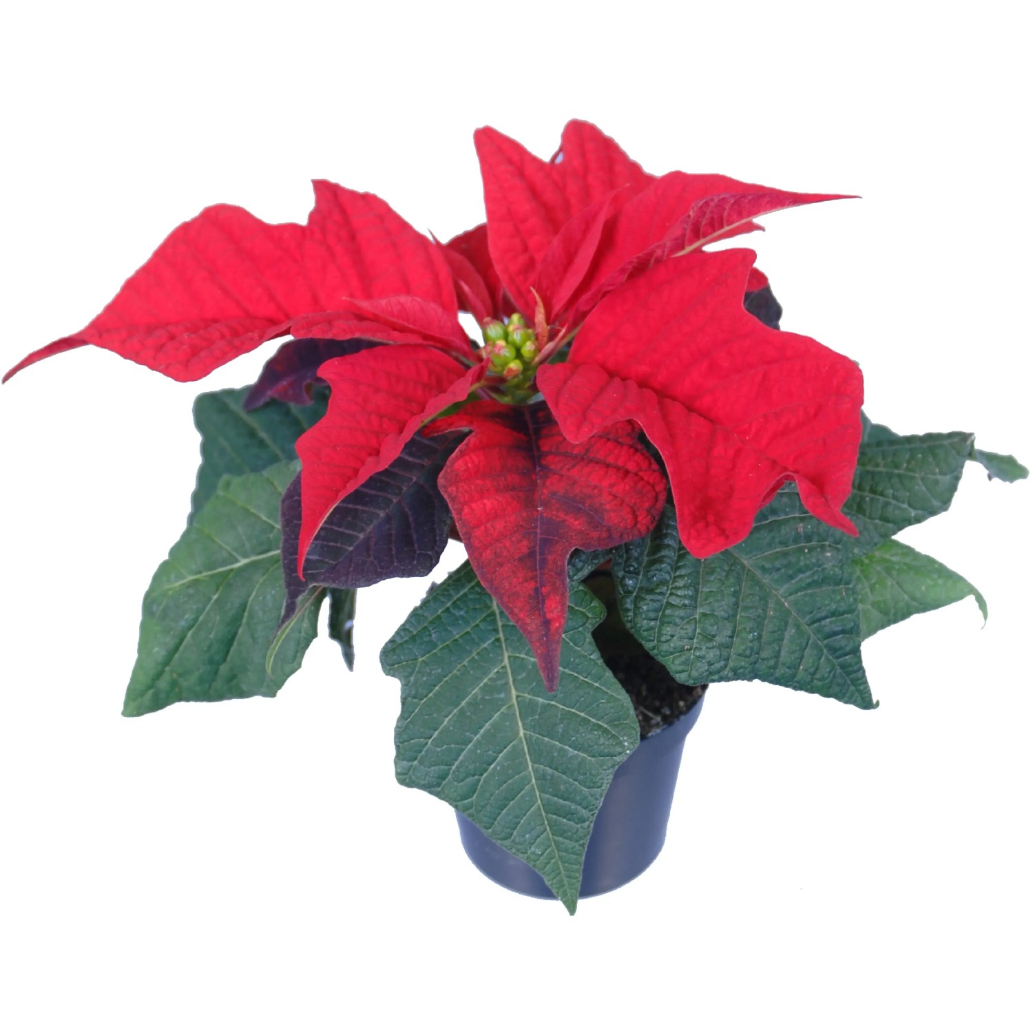 Seidenblumen Roß Weihnachtsstern 36cm Rot Im Schwa Produktbild-Vorschau 9