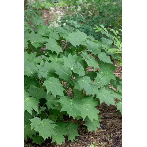 Kirengeshoma palmata, grüne Blätter der Gelben Wachsglocke im 9x9 cm Topf.