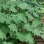 Kirengeshoma palmata, grüne Blätter der Gelben Wachsglocke im 9x9 cm Topf.