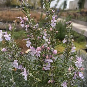 Blühender Rosmarin Arp (Rosmarinus officinalis) mit zarten, hellvioletten Blüten.