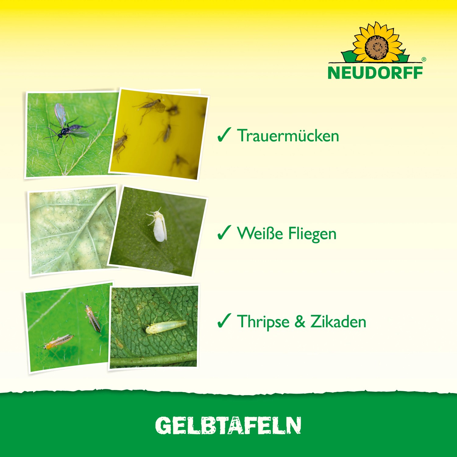 Neudorff Gelbtafeln zur biologischen Schädlingsbekämpfung von Trauermücken, Weißen Fliegen, Thripse und Zikaden.