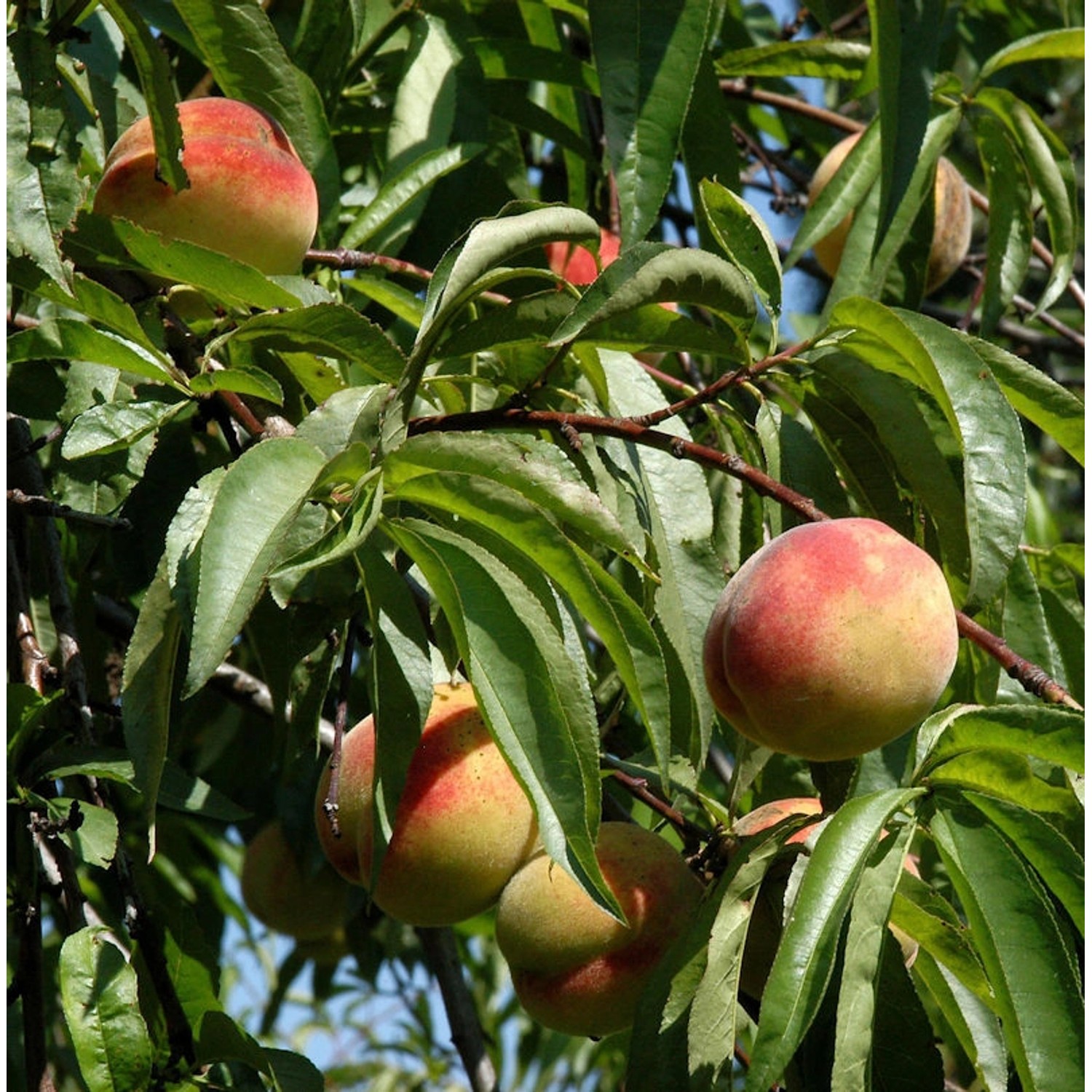 Hochstamm Zierpfirsich Melred Weeping 80-100cm - Prunus persica günstig online kaufen