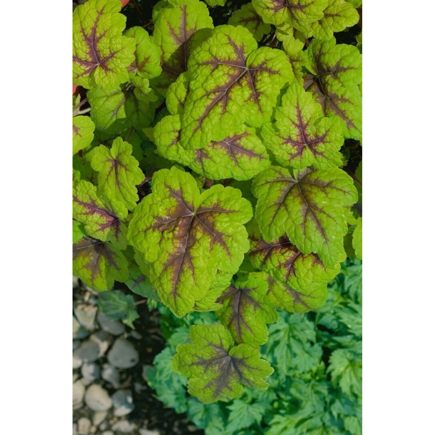 Heucherella(X) Tiarell.'Stoplight' -R- Ca. 9x9 cm Topf günstig online kaufen