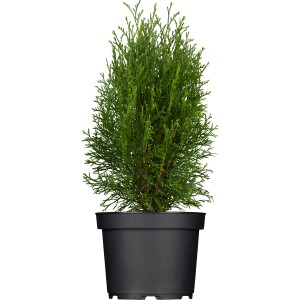 Lebensbaum "Smaragd" Set à 50 Stück Höhe ca. 30 - 40 cm Thuja occidentalis