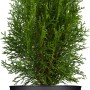 Smaragd Lebensbaum im Topf, ca. 30-40 cm hoch, ideal als Heckenpflanze.