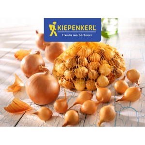 Kiepenkerl Steckzwiebeln Stuttgarter Riesen, gelbbraune Zwiebeln und Zwiebelsetzlinge auf Tisch.