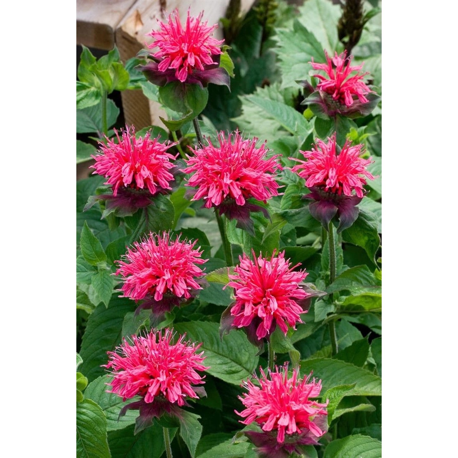 Monarda Fistulosa Pink Lace R Wilde Bergamotte Ca. 11x11 cm Topf günstig online kaufen