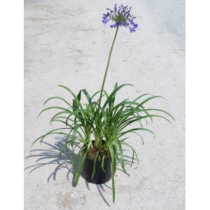 Schmucklilie im Topf, ca. 30 cm hoch, mit blauen Blüten. Kübelpflanze für Balkon und Terrasse.