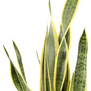 Bogenhanf Laurentii, Sansevieria trifasciata, Zimmerpflanze mit gelb geränderten, grünen Blättern.