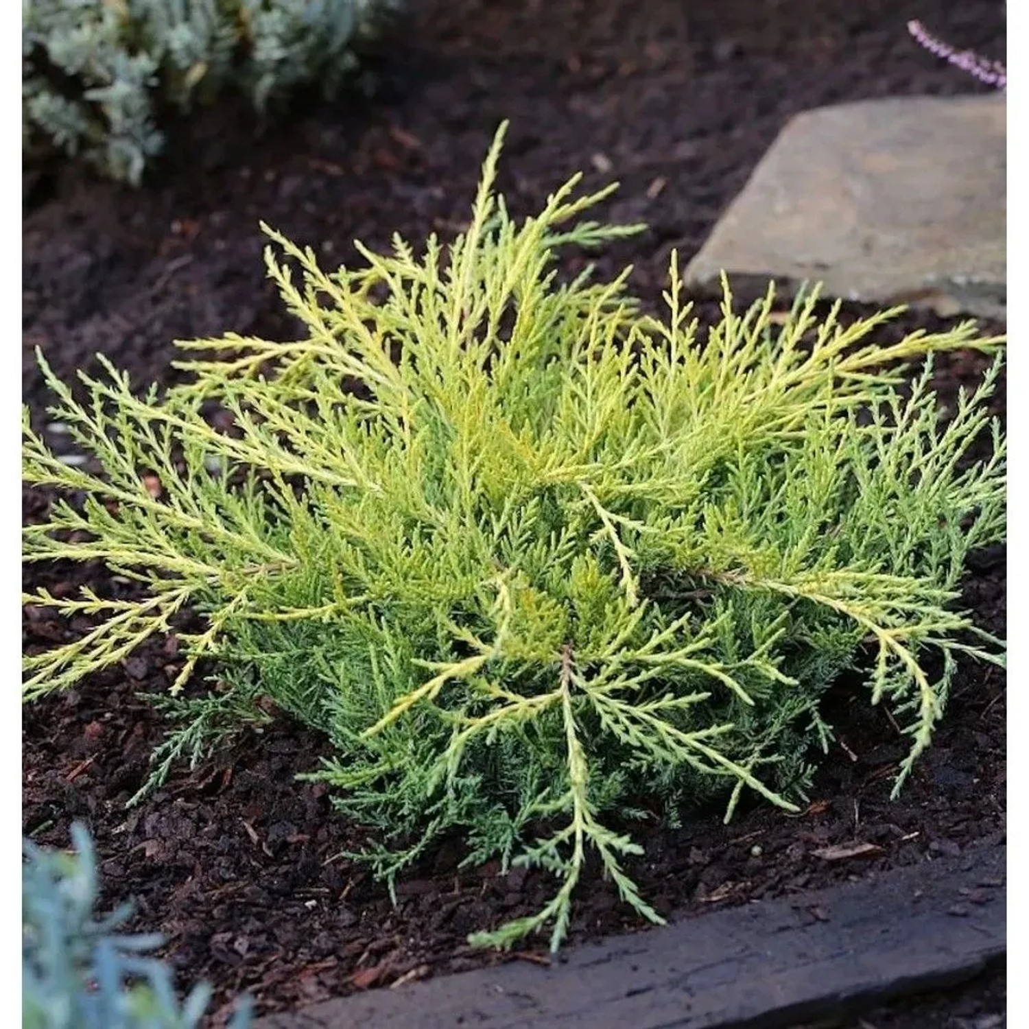 Gelber Strauchwacholder Golden Saucer 15-20cm - Juniperus media